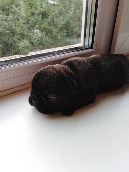 Наталья Гоголева | Лыткарино