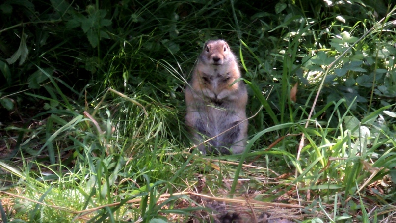 Аня Сомова | Новосибирск