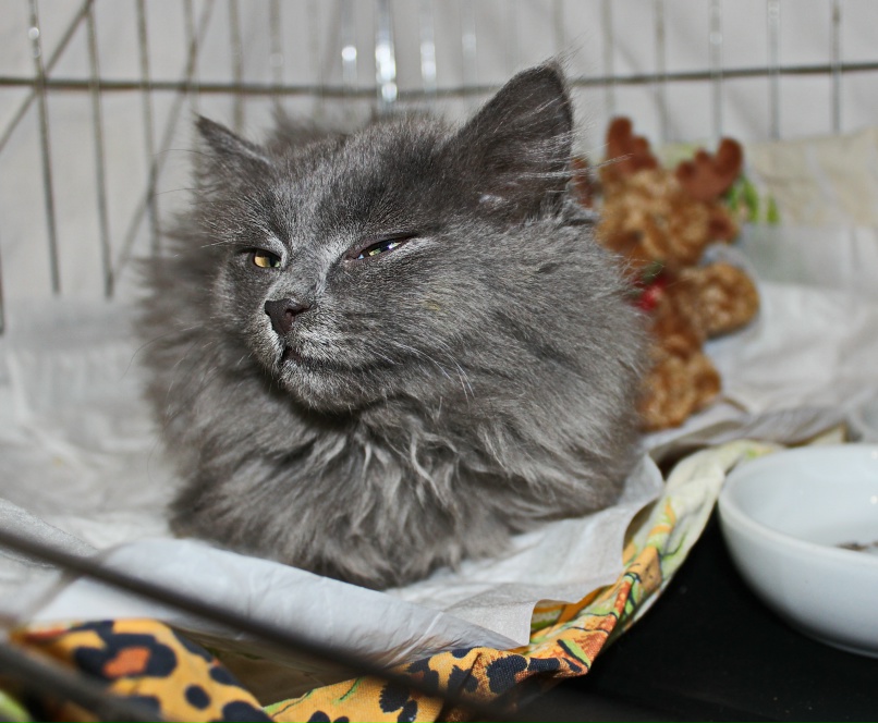 Алёна Иваницкая | Череповец