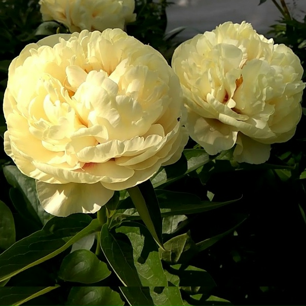 Пион санни герл Bel-Okna.ru