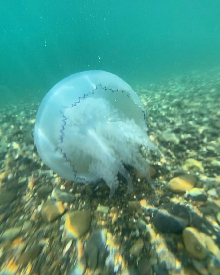 Water is like a kissel !": the beaches of Novorossiysk are teeming with jellyfis