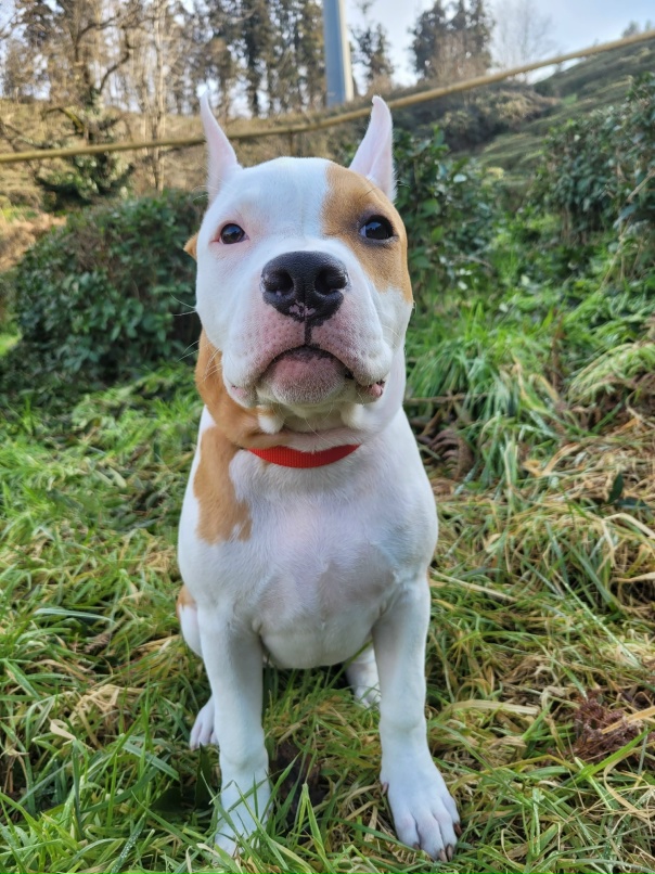 Виктория Бойченко | Сочи