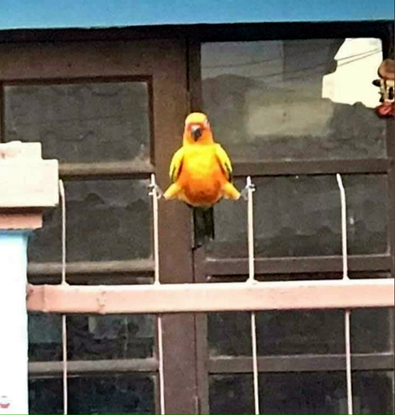 буллщит подбор очка 1