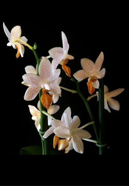 Орхидея мини марк фото Орхидея мини марк фото