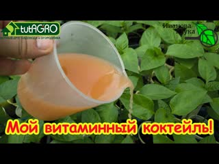ТОМАТЫ ВМИГ ПОЙДУТ В РОСТ И НАЧНУТ ВЯЗАТЬ ПЛОДЫ: дайте им этот витаминный розовый раствор.