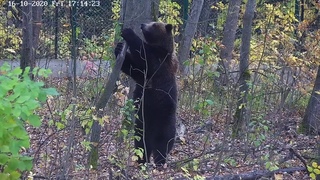 Как медведь ломает деревья в лесу