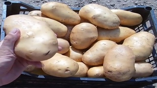 Секреты выращивания крупного картофеля / Ведро картошки с одного куста