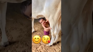 #shorts  #cowvideos #cow #youtubeshorts  #gaumaa
