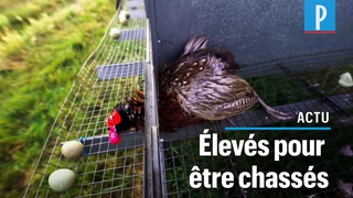 L214 dénonce les conditions d’élevage de faisans destinés à la chasse