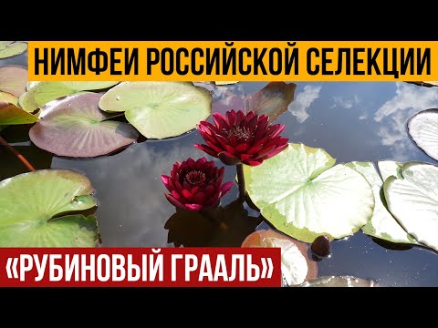 Нимфеи российской селекции. Сорт рубиновый