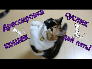Дрессировка кошек | Обучение командам: Суслик или Зайка,Дай пять.