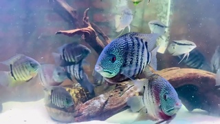 Red tiger severum ( kim thm homg )