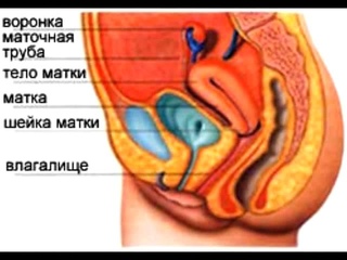 питание и гормональная система человека