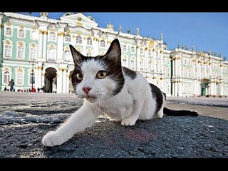 Хвостатая гвардия Петербурга