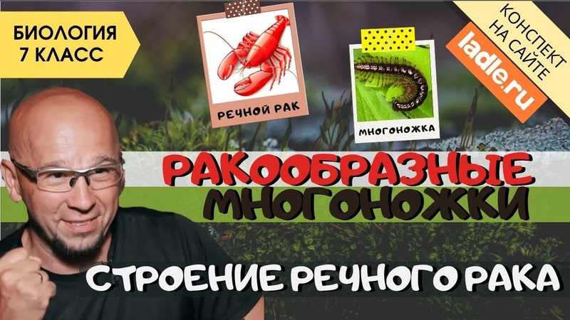 Класс Ракообразные и Многоножки. Биология 7 класс. Строение