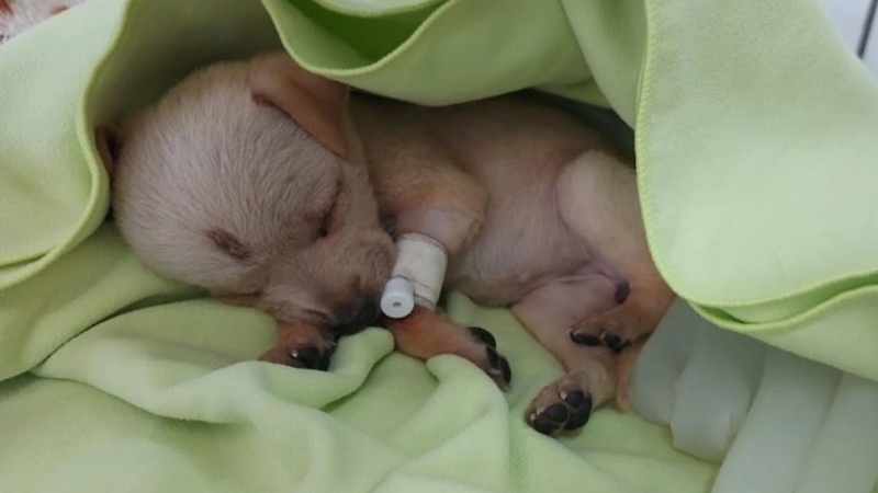 Puppy Expressed Gratitude After Being Rescued From Drunk Man Who Beat Her With A