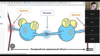 Вегетативные 2 -
