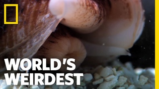 Killer Cone Snail | World’s Weirdest