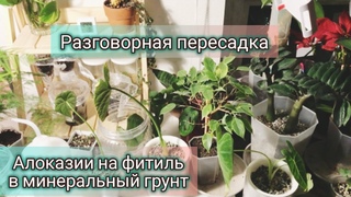 Пересадка алоказий. Опять)