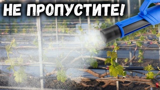 Не пропустите первую важную обработка винограда!