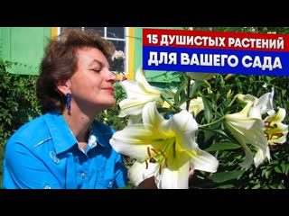 15 душистых растений для вашего сада