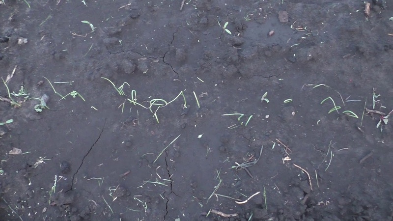 Посев в грунт. Посев свеклы под зиму. Когда сажать семена чернушки в открытый грунт. Когда сажать семена чернушки в открытый грунт. Лук чернушка всходы.