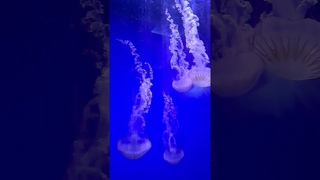 The fantastic world of jellyfish at the La Rochelle Aquarium #sorts #aquarium #aquarius #medusa