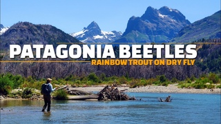 Patagonia Beetles - Dry Fly Fishing BIG Beetle Patterns for Rainbow Trout in Patagonia.