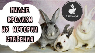 КАК МЫ СПАСЛИ МИЛЫХ КРОЛИКОВ ОТ ОПАСНОСТИ! УНИКАЛЬНЫЕ ПОРОДЫ КРОЛИКОВ И ИХ ИНТЕРЕСНЫЕ ОСОБЕННОСТИ