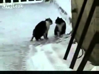 Кошачьи Бои Без Правил :) кошка против кошки