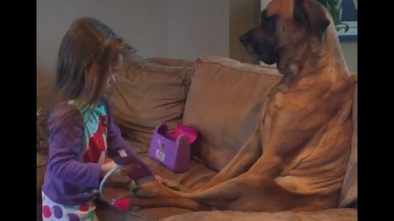 Little Girl Makes Sure her Dog is