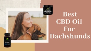 Best CBD Oil For Dachshunds and Pets in 2021