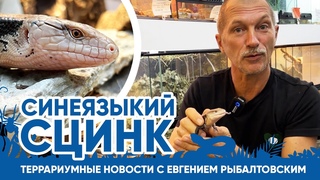 Террариумные новости с Евгением Рыбалтовским (). Синеязыкий сцинк.