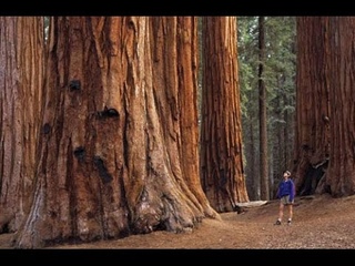 Sequoia park/Секвойя парк, Калифорния