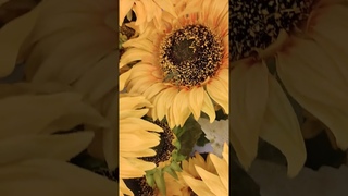Flowers -110 #shorts    Ǐ